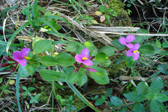 Sonerila pulneyensis